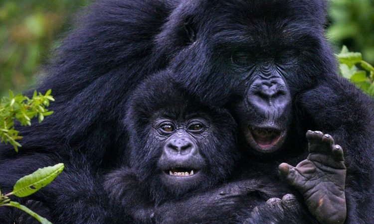 Ultimate Guide to Gorilla Trekking in Uganda: Permits & Best Time to Go