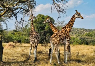 Best East Africa Safari Packages: Uganda, Rwanda, Kenya & Tanzania Compared