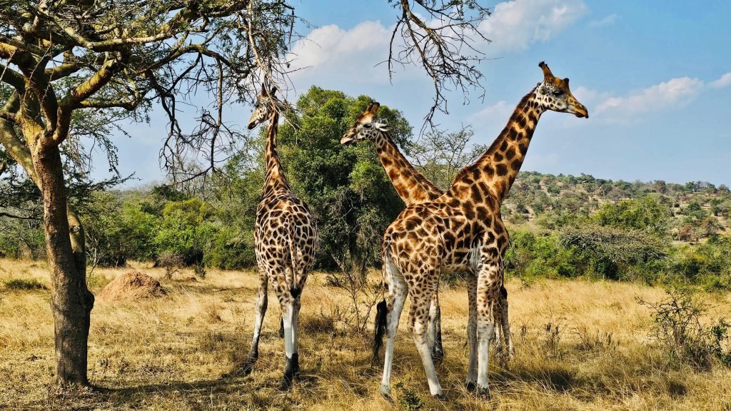 Best East Africa Safari Packages: Uganda, Rwanda, Kenya & Tanzania Compared