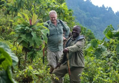 Looking into the Eyes of a Mountain Gorilla: A Personal Journey to Bwindi