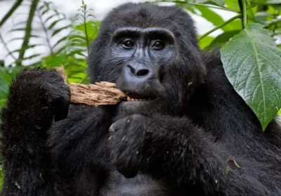 Luxury Gorilla Trekking Safari: What to Expect from a High-End Gorilla Experience