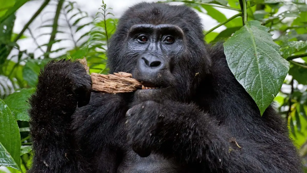 Luxury Gorilla Trekking Safari: What to Expect from a High-End Gorilla Experience