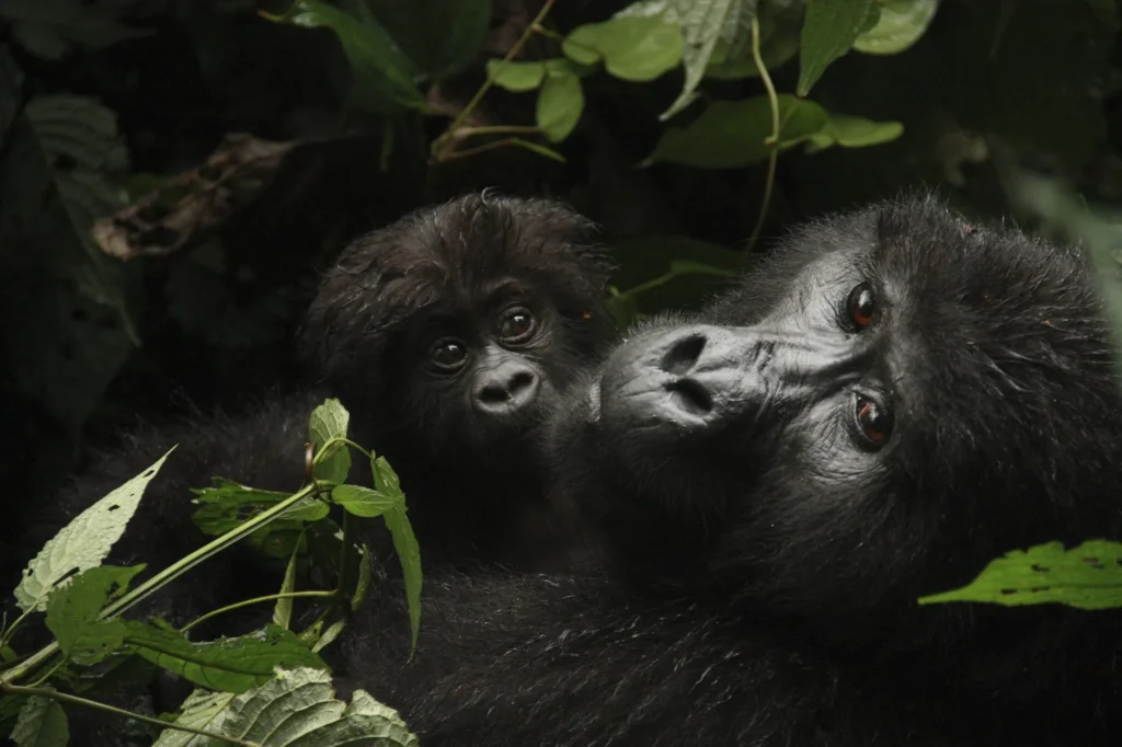 How Gorilla Trekking Supports Conservation & Local Communities in Uganda and Rwanda
