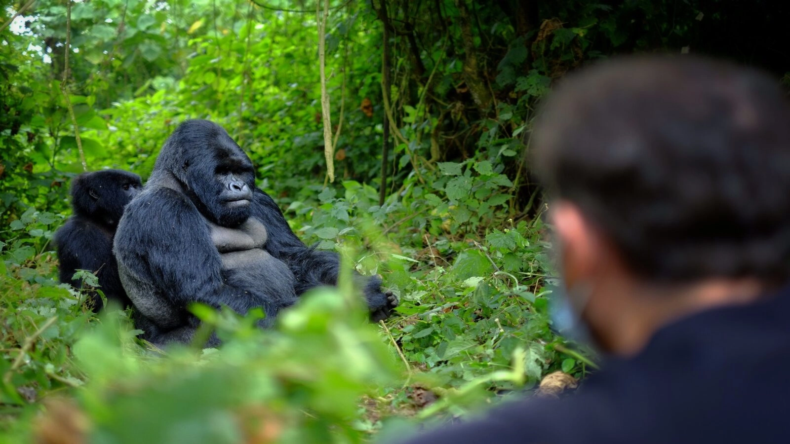 Luxury Gorilla Trekking Safari: What to Expect from a High-End Gorilla Experience