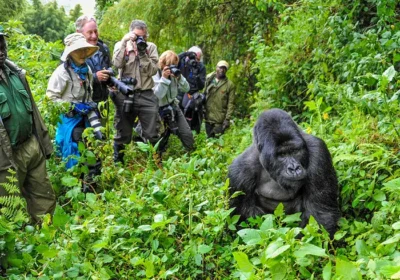 Top Uganda Wildlife Safari Experiences Beyond Gorilla Trekking