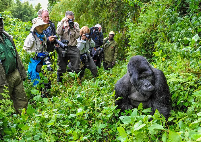 Top Uganda Wildlife Safari Experiences Beyond Gorilla Trekking
