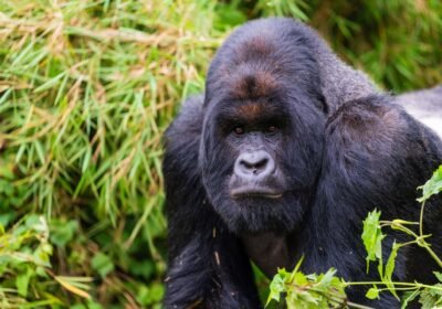 How Gorilla Trekking Supports Conservation & Local Communities in Uganda and Rwanda