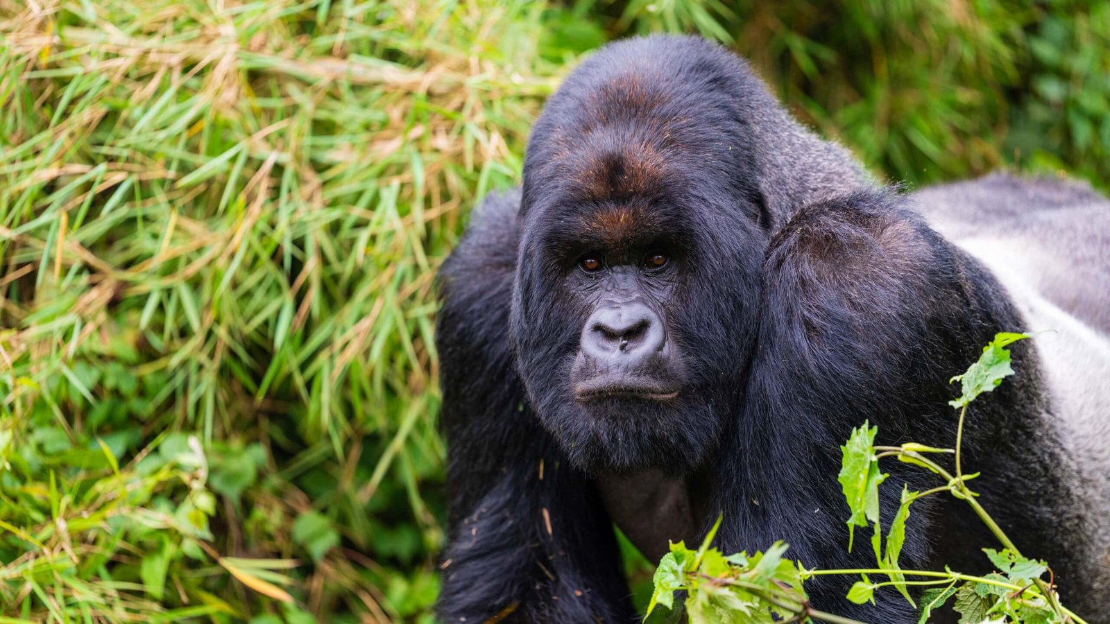 How Gorilla Trekking Supports Conservation & Local Communities in Uganda and Rwanda