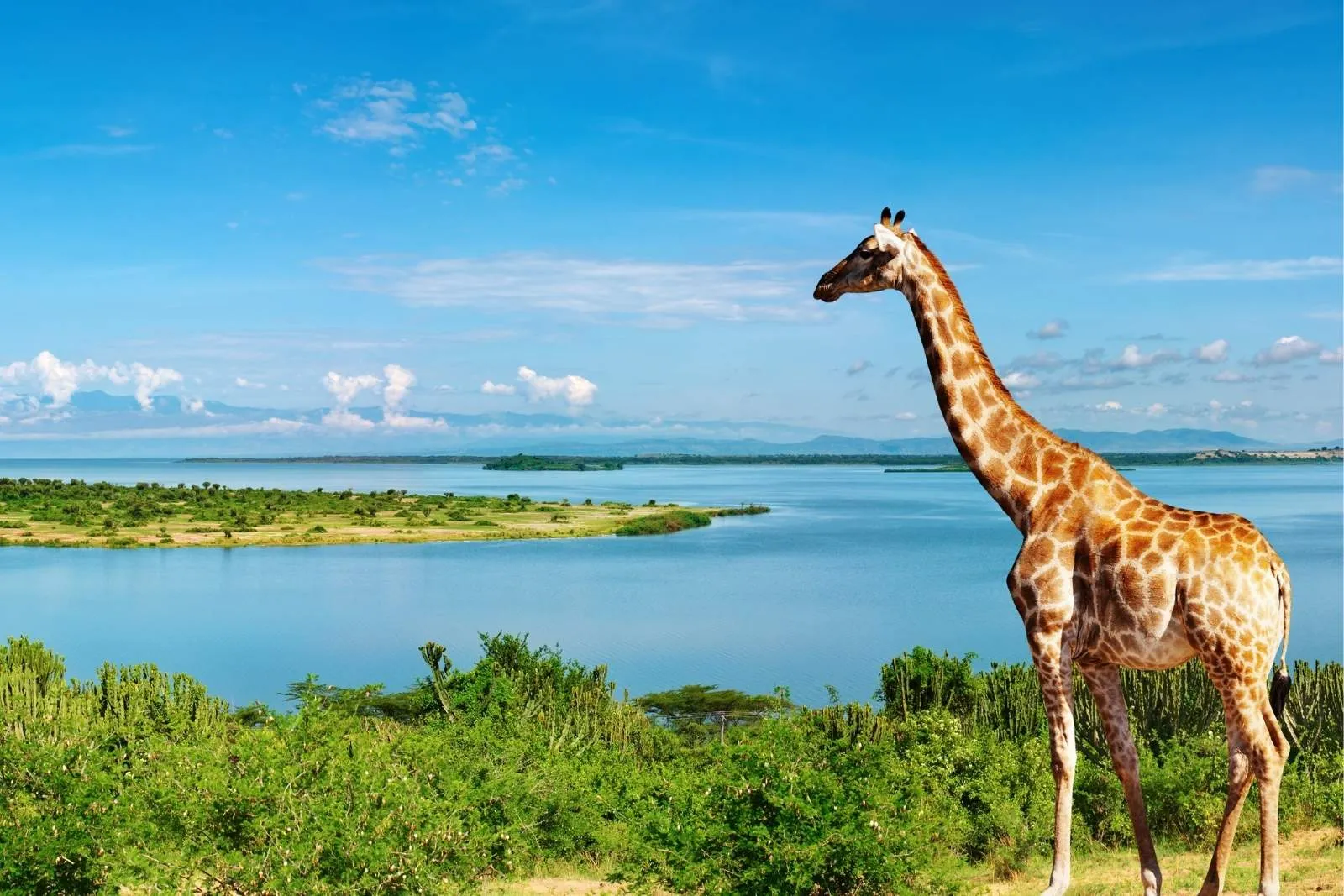 Sustainable Safari Tours in Uganda: How Responsible Travel Protects Wildlife
