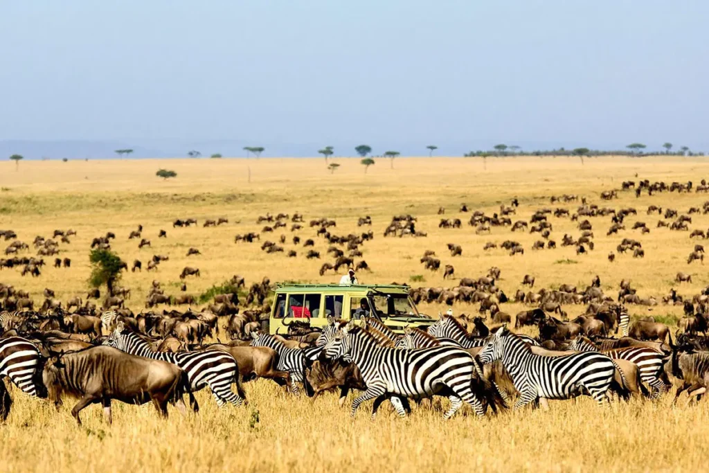 Custom Safari Packages in East Africa: How to Design Your Perfect African Adventure