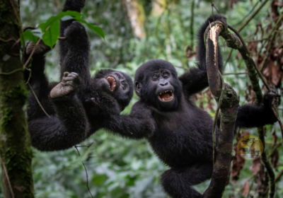 Best Time to Visit East Africa for Gorilla Trekking & Wildlife Safaris