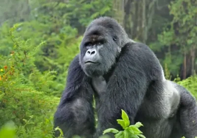 Eco-Friendly Gorilla Trekking in Uganda: A Guide to Conservation-Focused Safari Travel