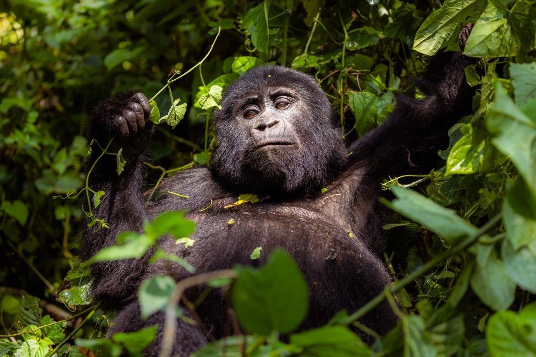 Best Time to Visit East Africa for Gorilla Trekking & Wildlife Safaris