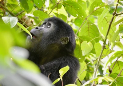 How Much Does a Gorilla Trekking Safari Cost in Uganda & Rwanda?