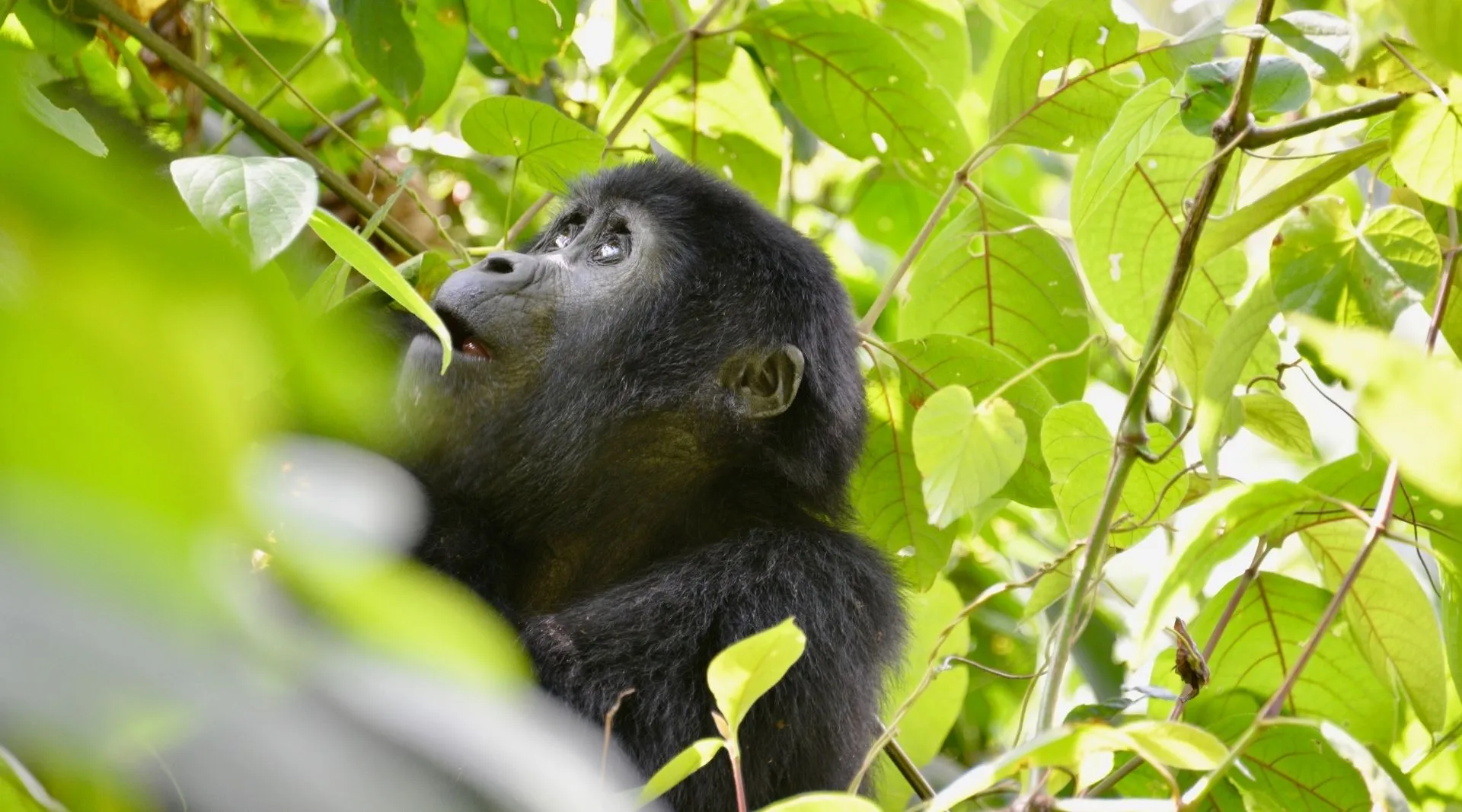 How Much Does a Gorilla Trekking Safari Cost in Uganda & Rwanda?