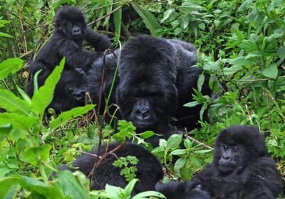 Gorilla Habituation Experience