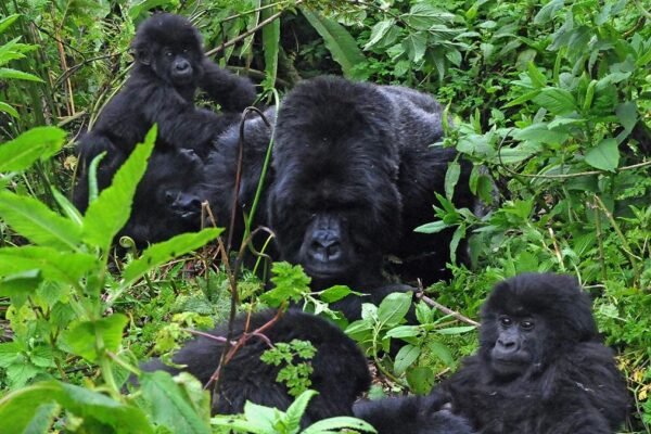 Gorilla Habituation Experience