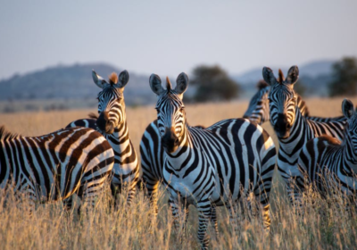 Why Uganda Is Called the Pearl of Africa