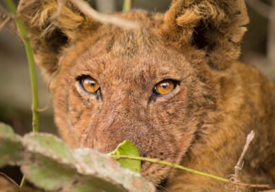 7 Reasons Why East Africa Should Be on Your Bucket List