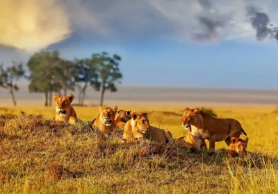 The First Time You Hear a Lion Roar in the African Bush