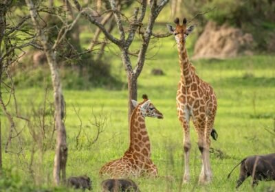 Why an African Safari Is More Than a Vacation