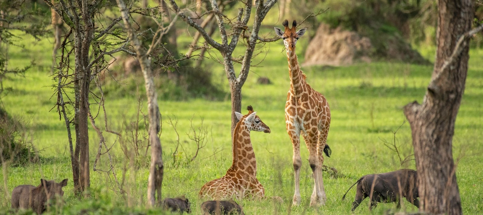 Sunset over the savanna