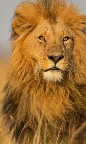 Kenya-Tanzania-Safari-Adventure-2-800x500