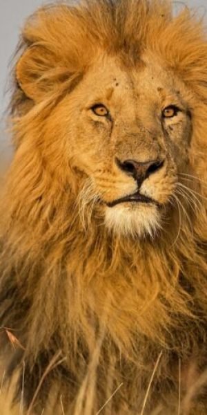 Kenya-Tanzania-Safari-Adventure-2-800x500